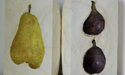 Pear and figs